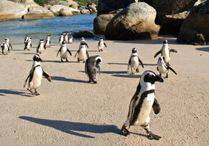 Ancient Penguins Uncovered - Gansbaai Daily News